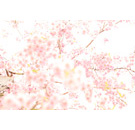 さくら2